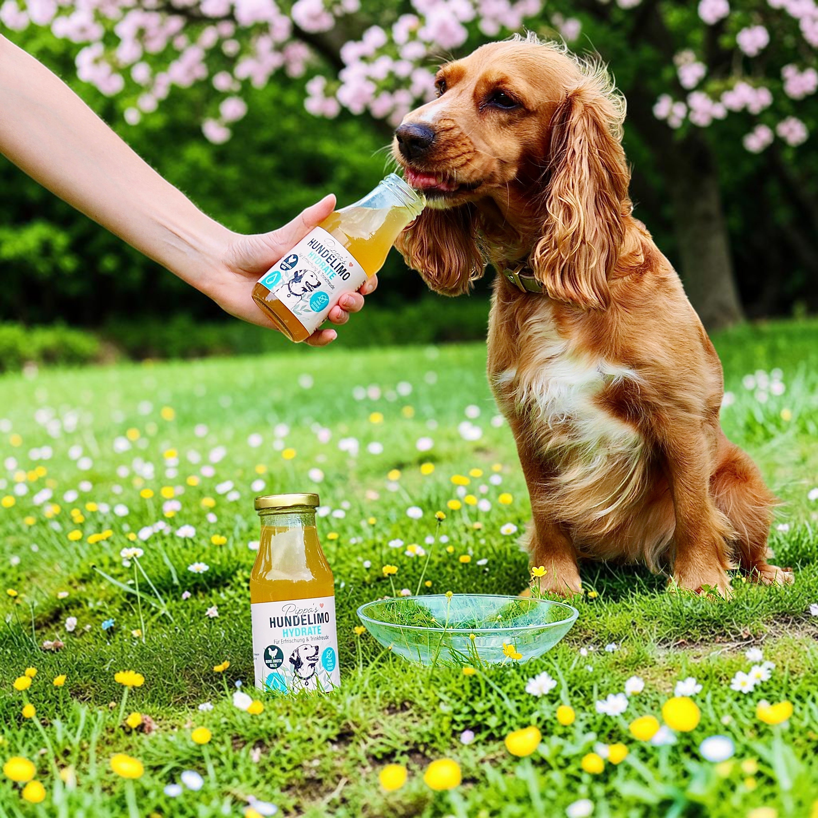 Pippa's Hundelimo Hydrate Knochenbrühe für Hunde, die aus einer Glasflasche im Grünen trinkt